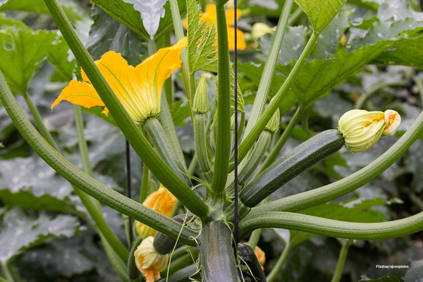 zucchini garden