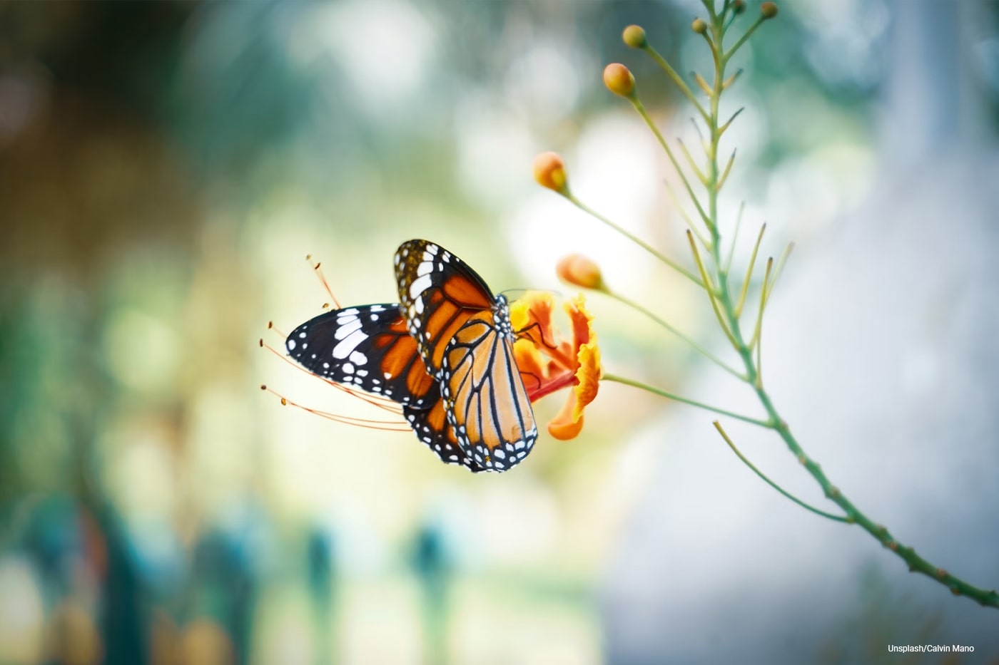 Close up of pollinating butterflies