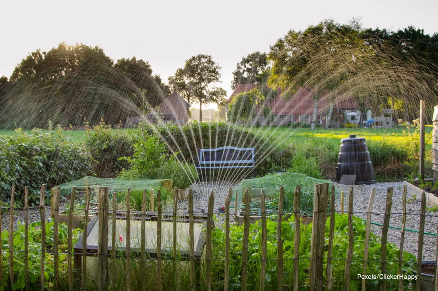 a garden scene with crops being irrigated by a sprinkler system during daylight