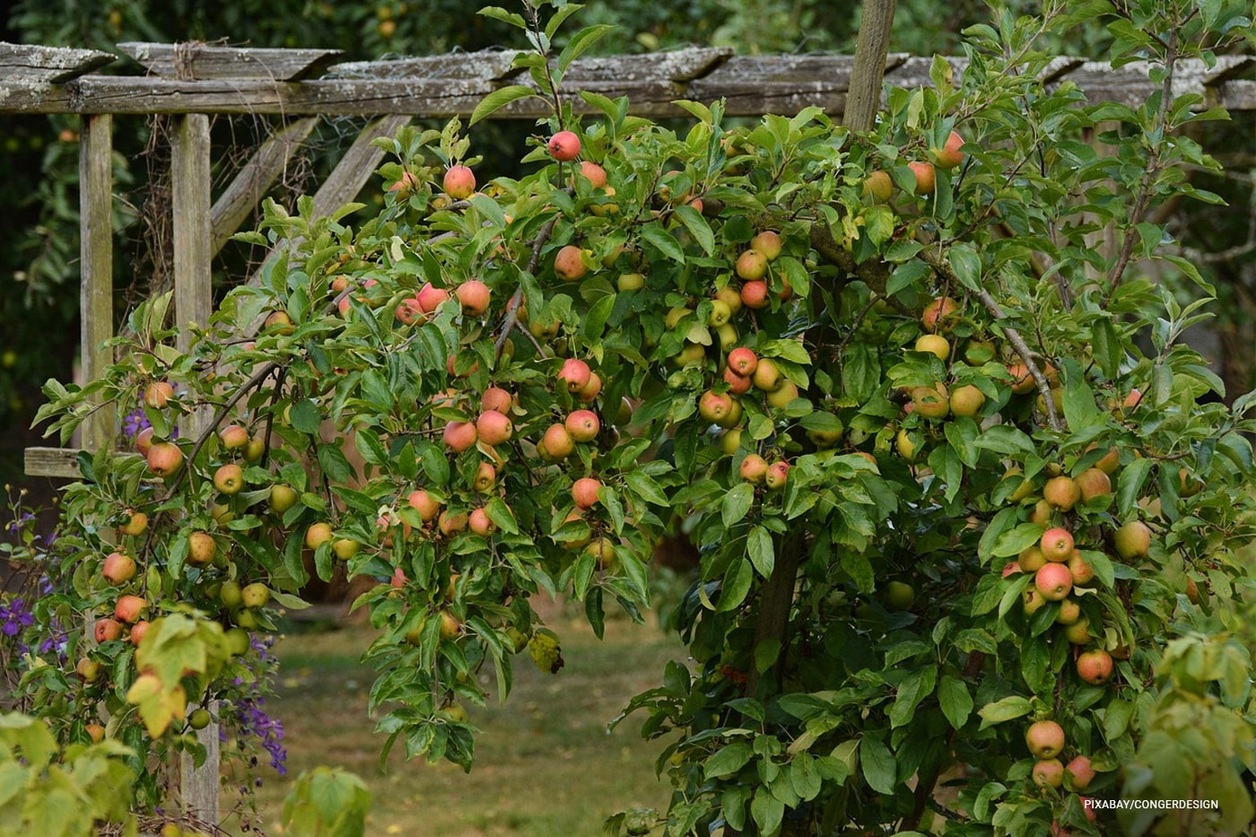 apple tree garden