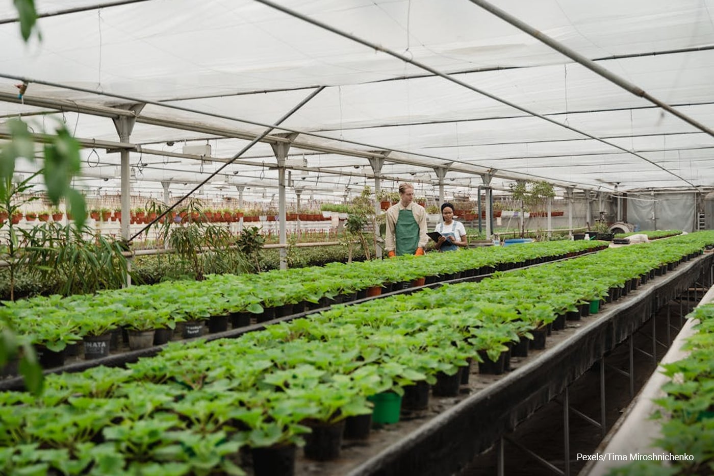two young adult walking inside nursery greenhouse