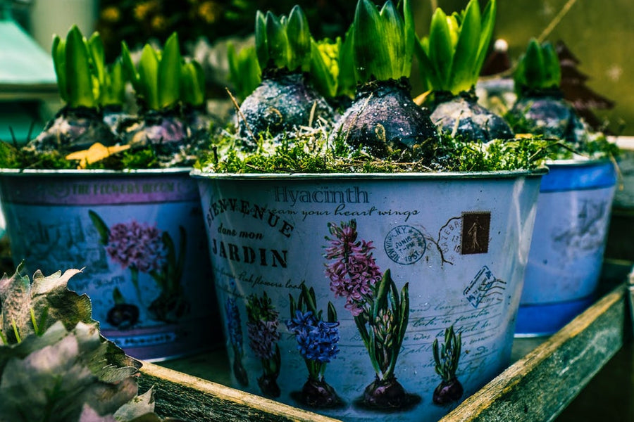 Beginners Guide to Container Gardening