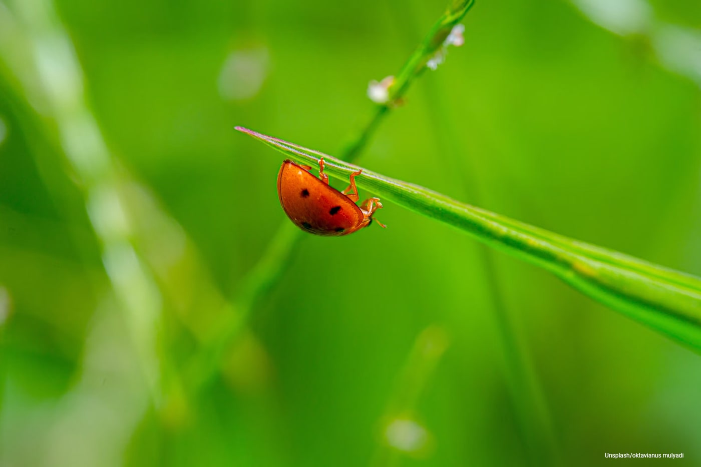 lady bug