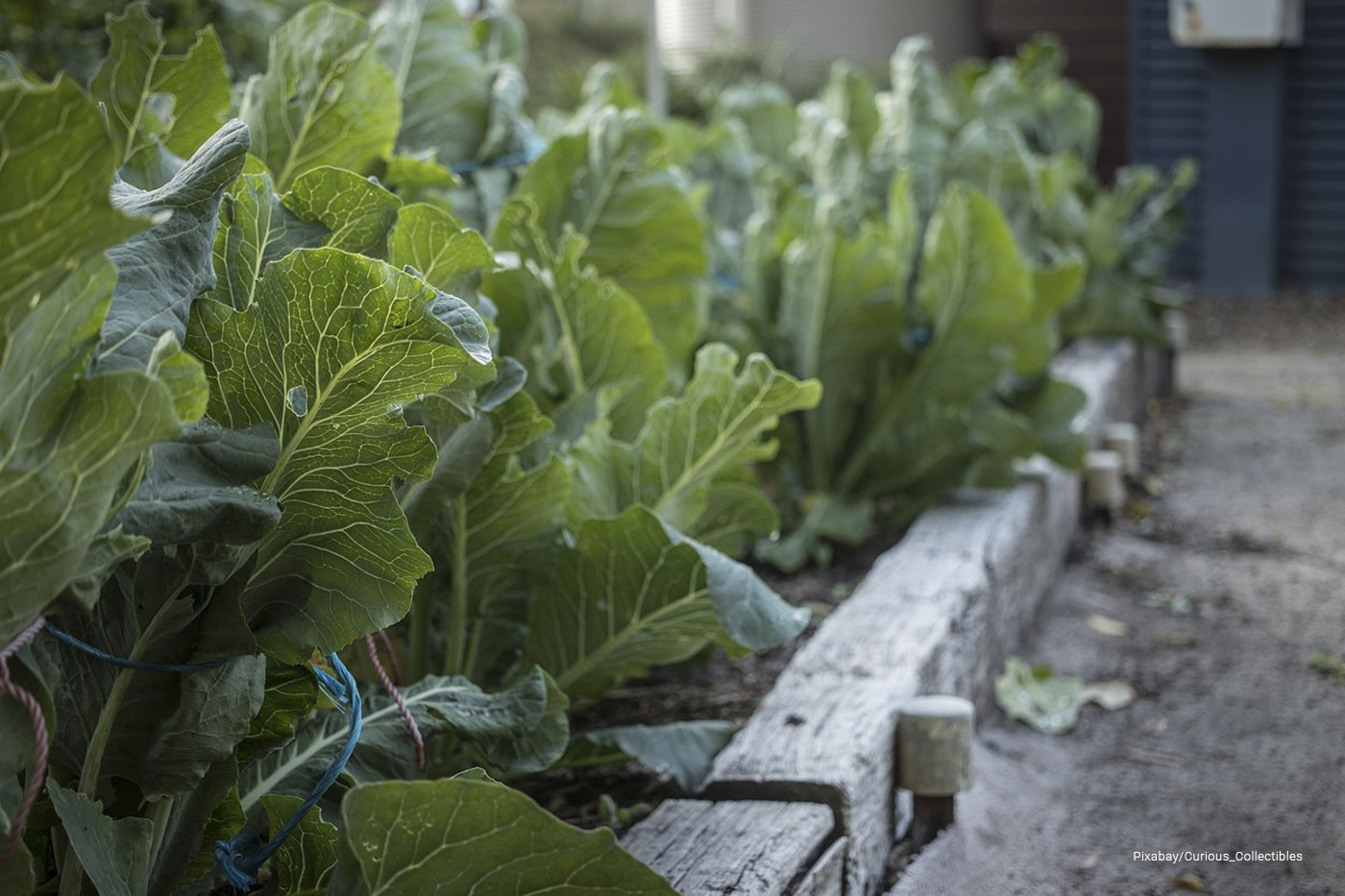 Ecogardener raised beds