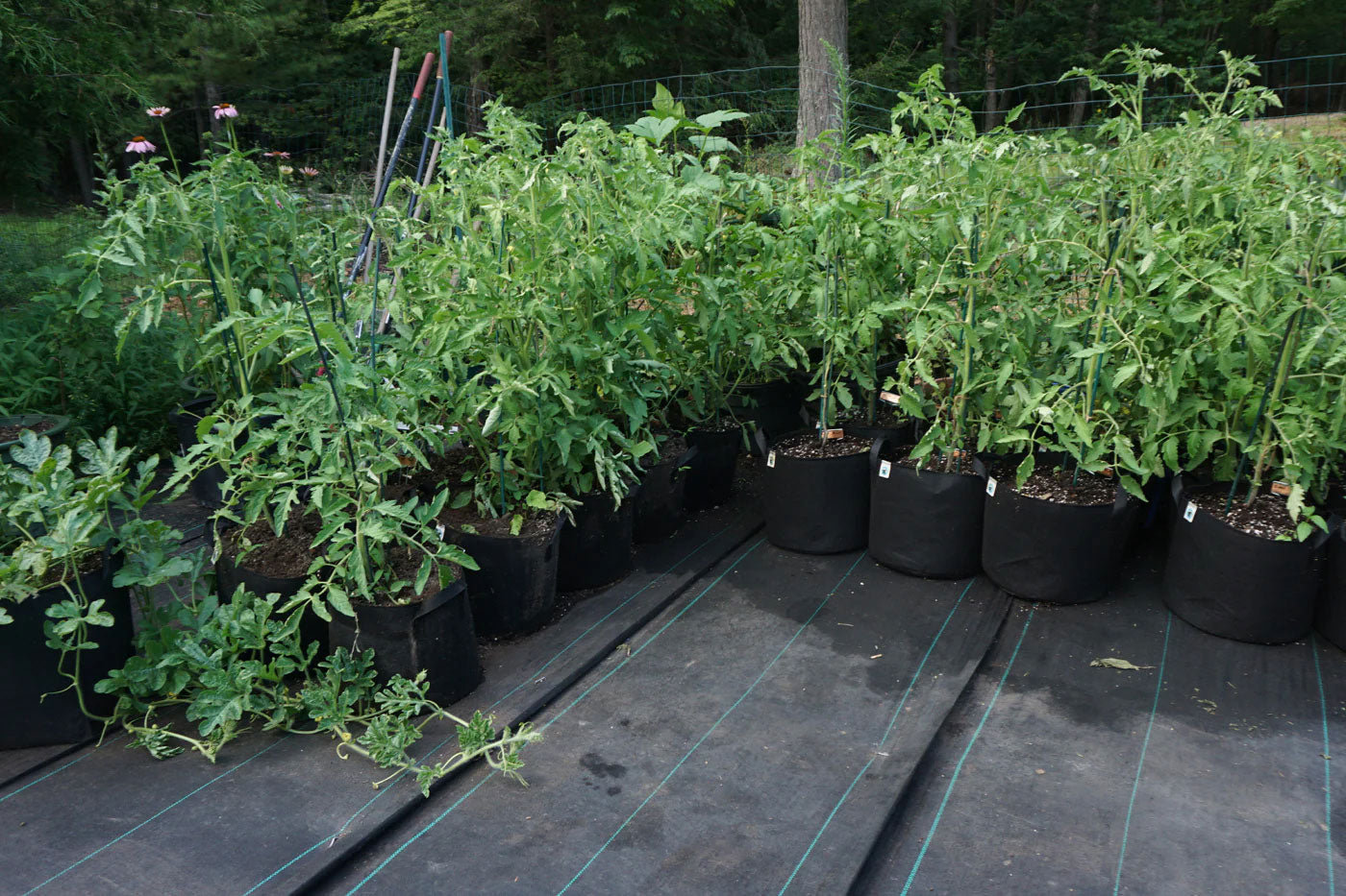 plants planted on growbags with laying landscape on the ground