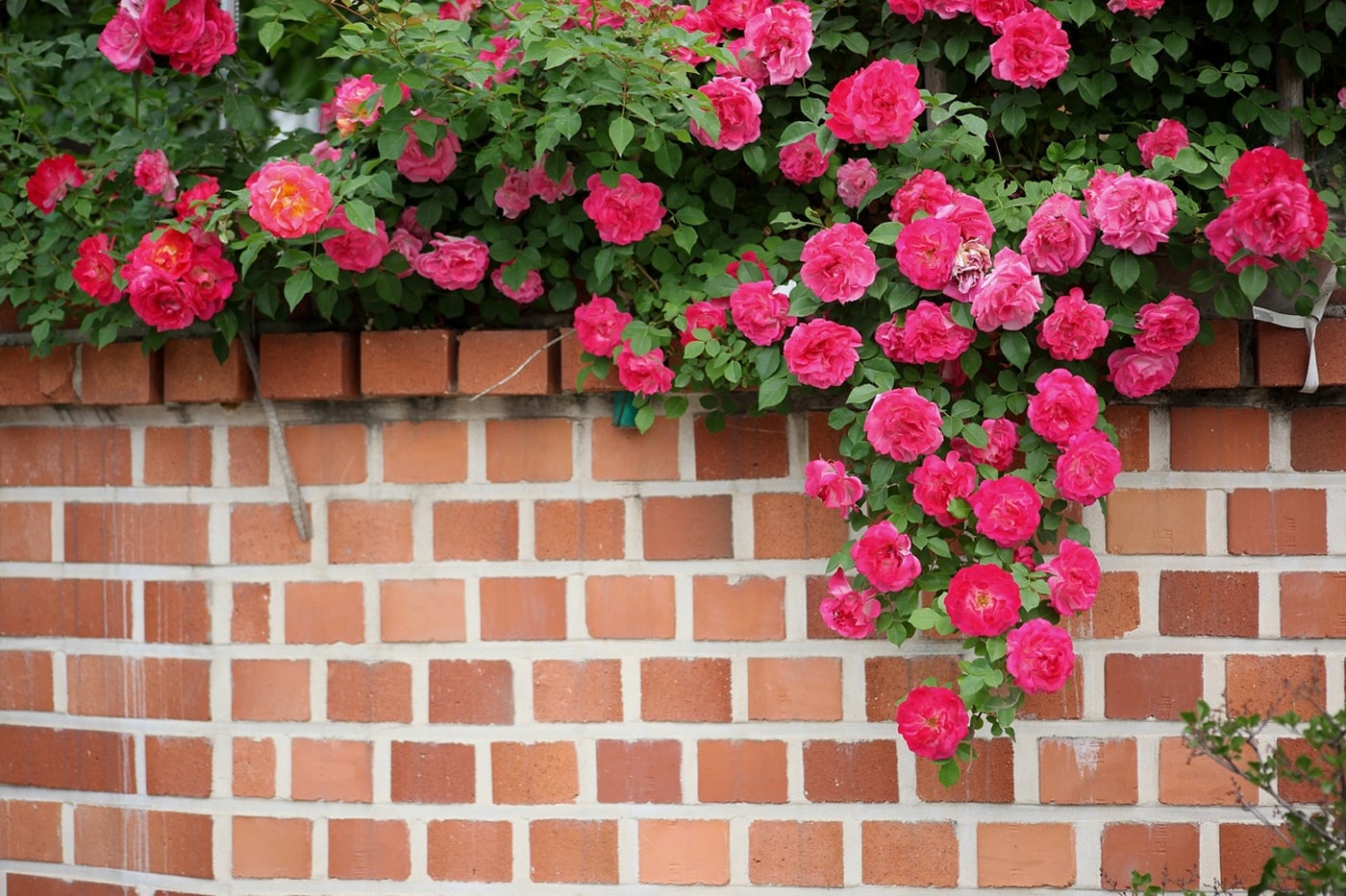 Best Climbing Plants and Flowering Vines for a Garden Trellis