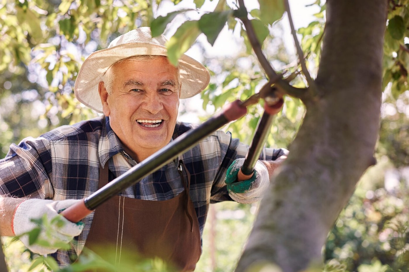 old man cutting small tree branch 