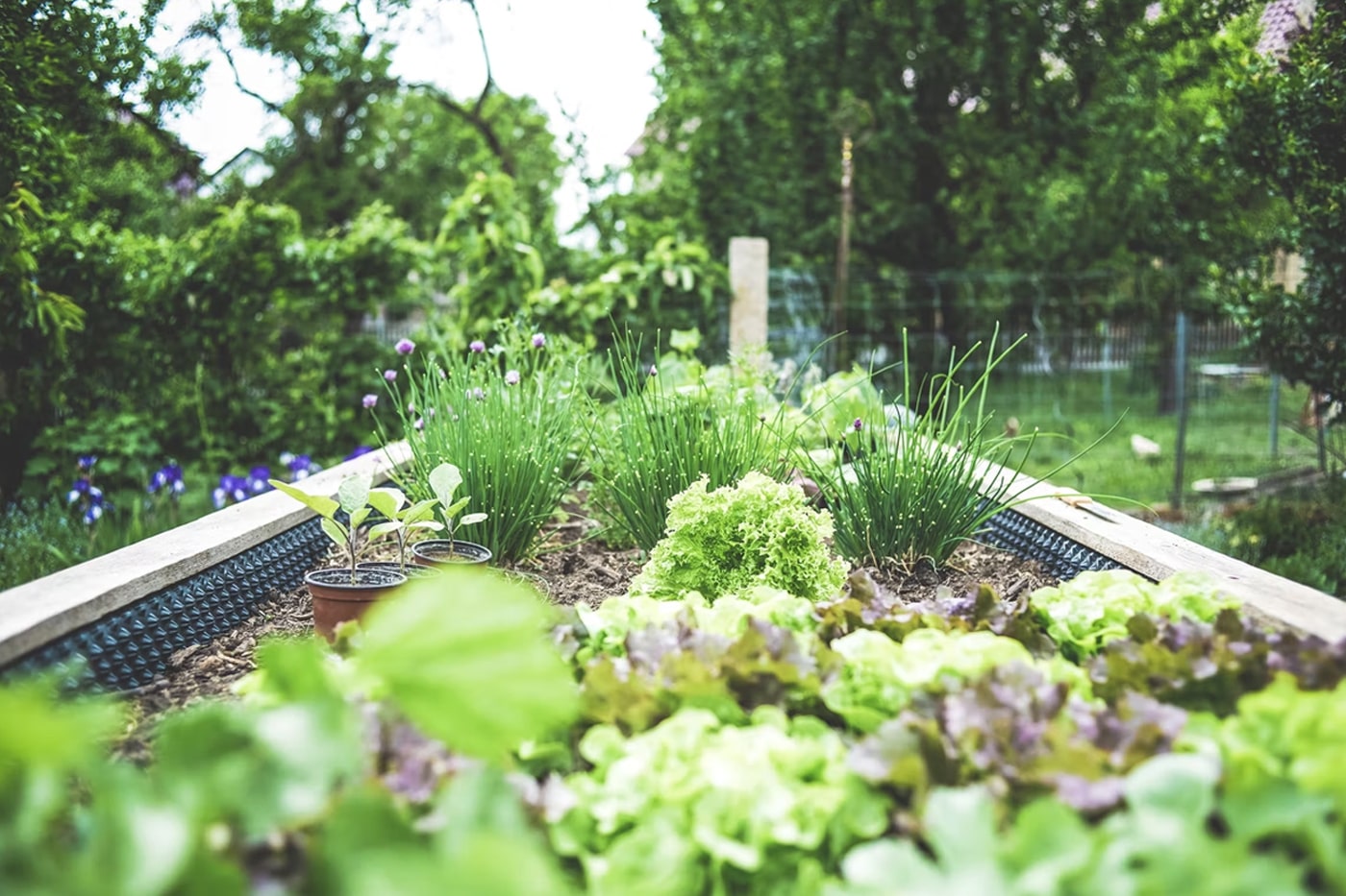 herb garden