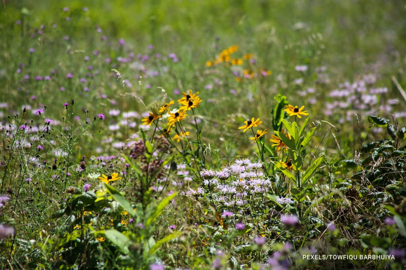 Best Native Plants: Complete Seasonal Guide for Every Region – ECOgardener