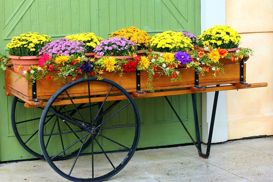 Best Perennials for Your Container Garden