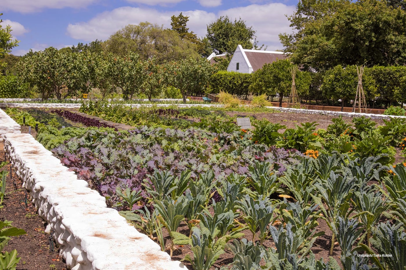 vegetable garden