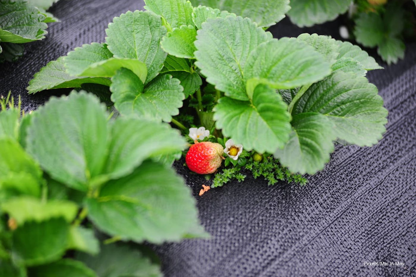 zoom image of a strawberry in the field