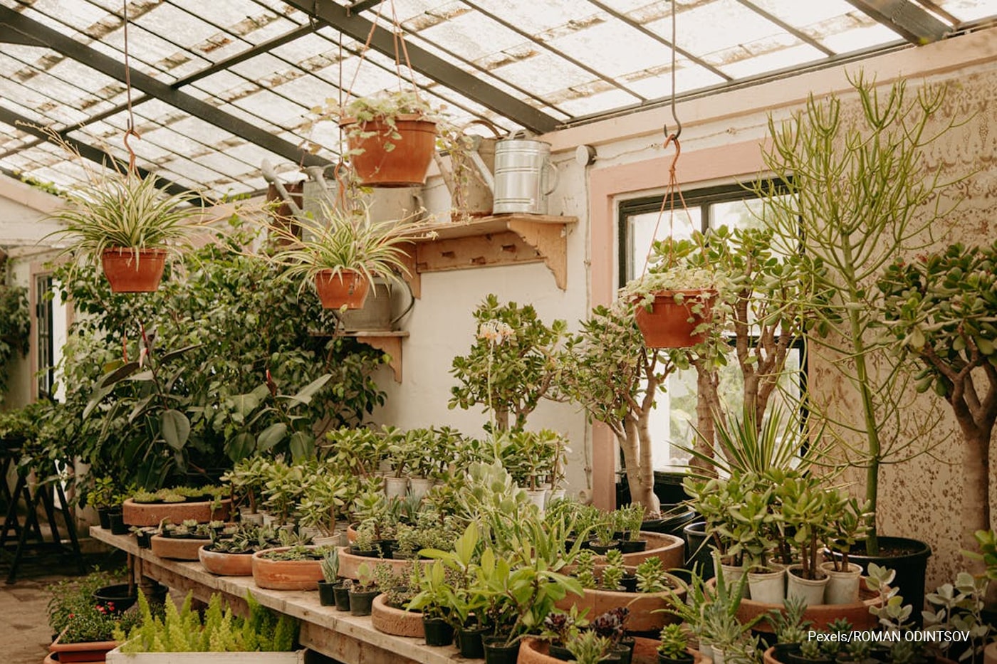 indoor potted plants