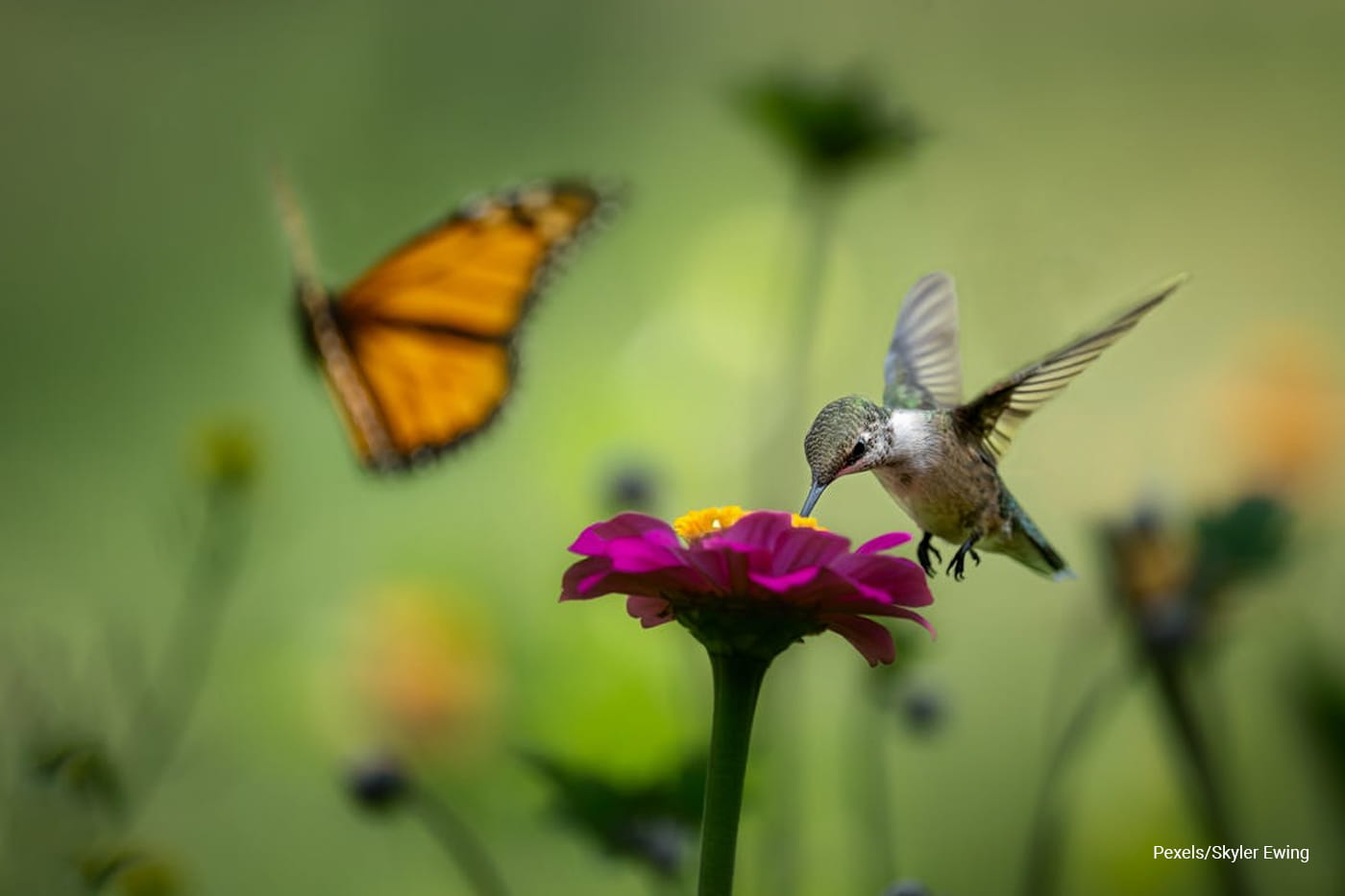 birds and butterfly
