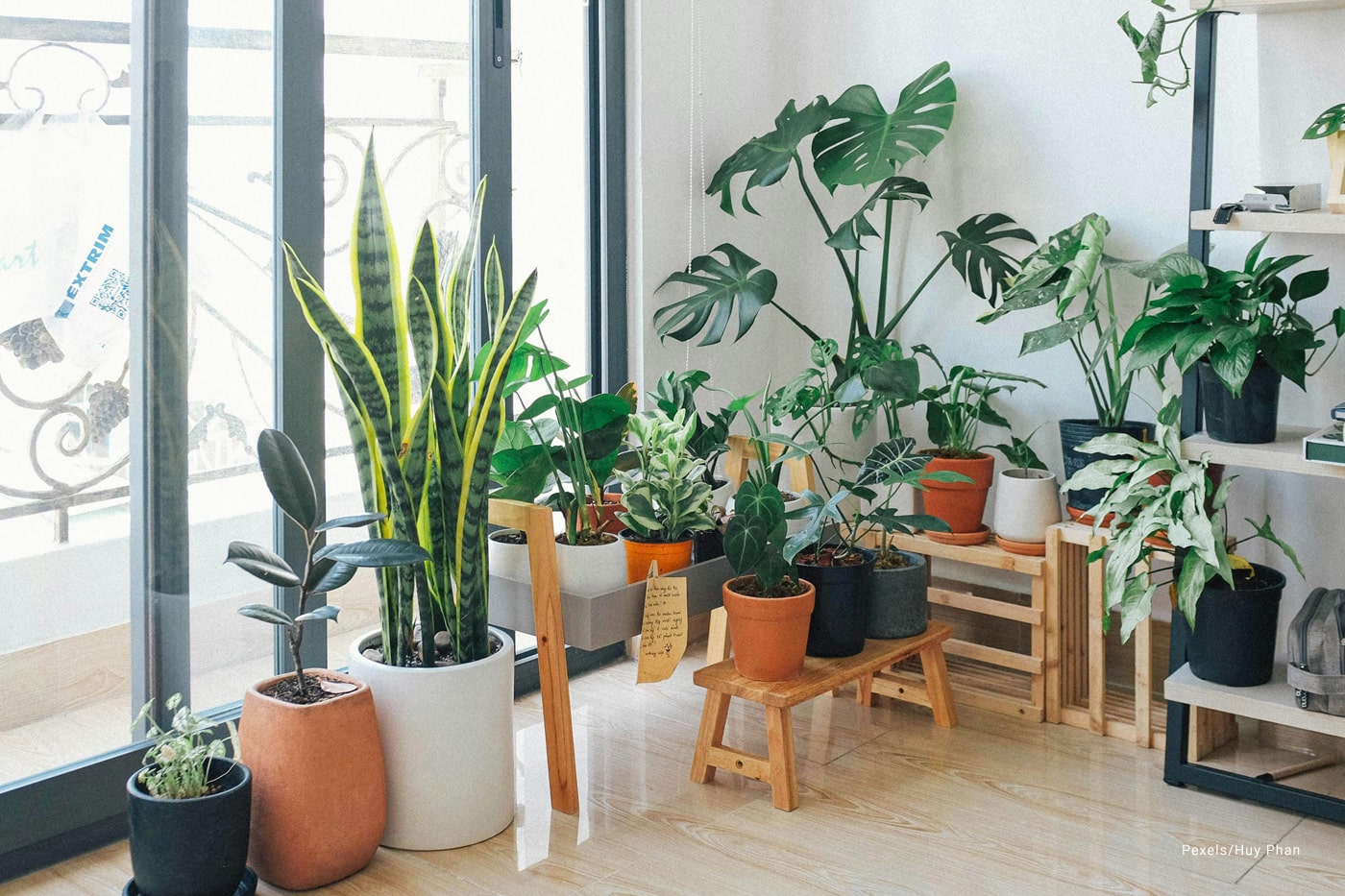 An indoor garden