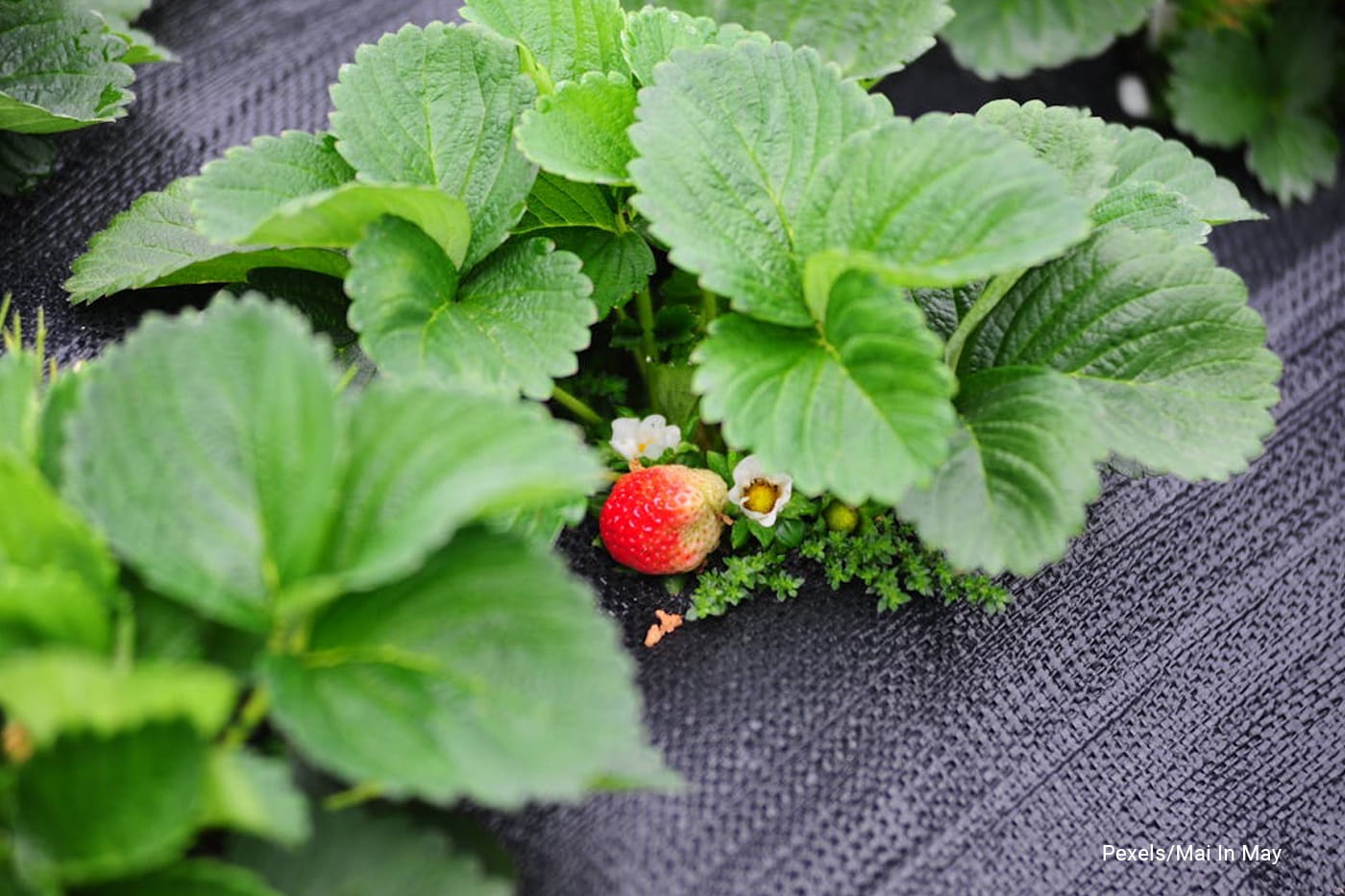 zoom image of strawberry plant