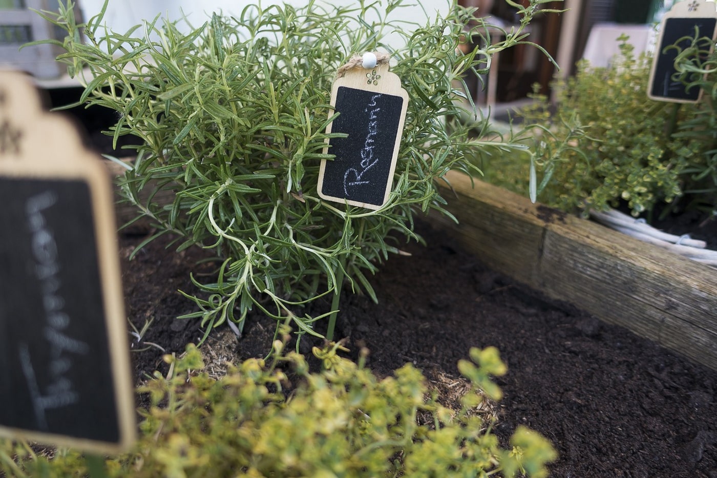 herbs planter on raised bed