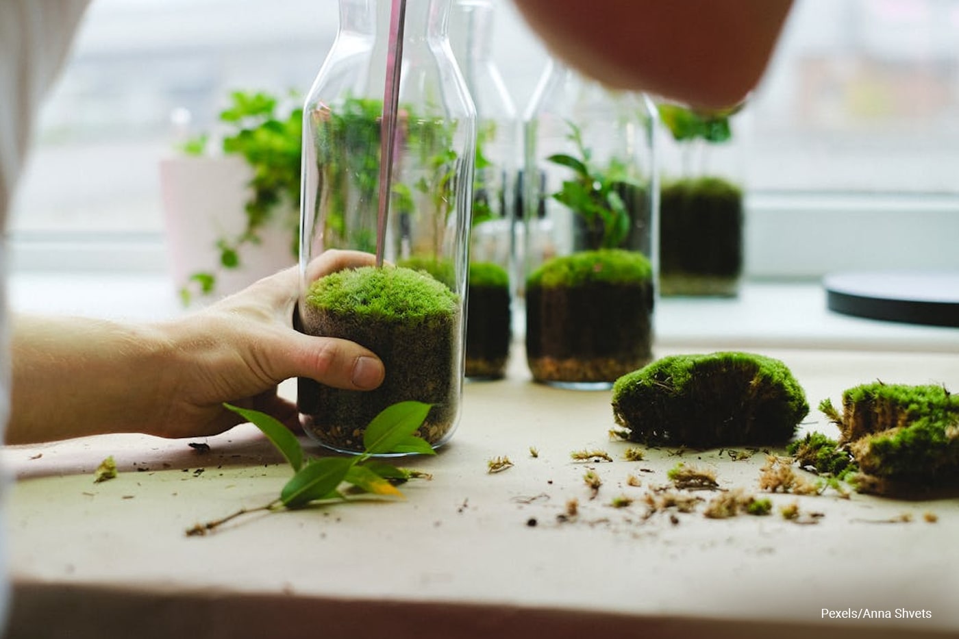 man fixing plants using tong inside the glass 