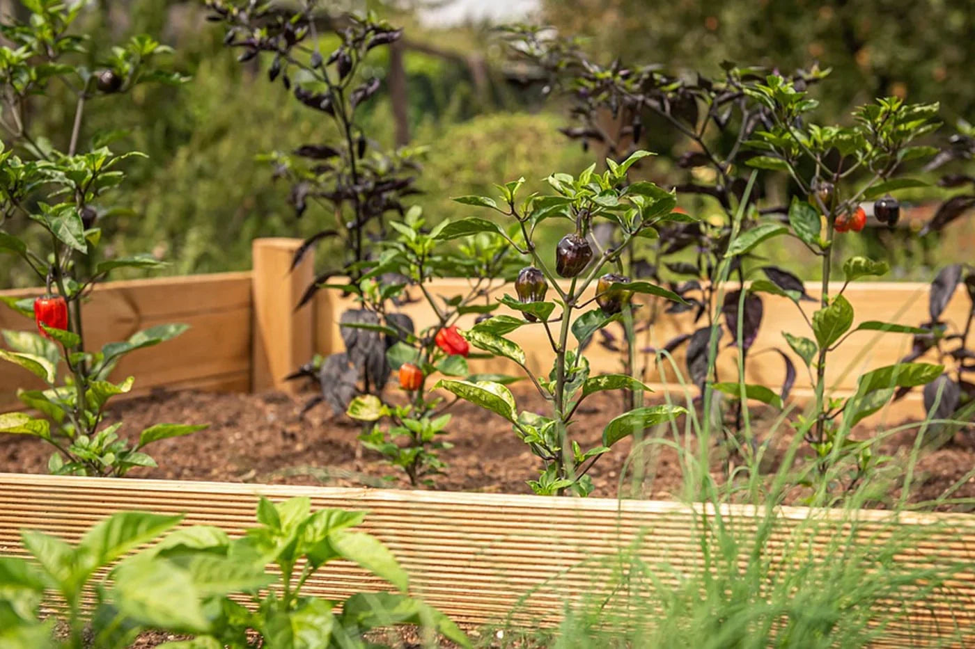 Plants on a raised bed