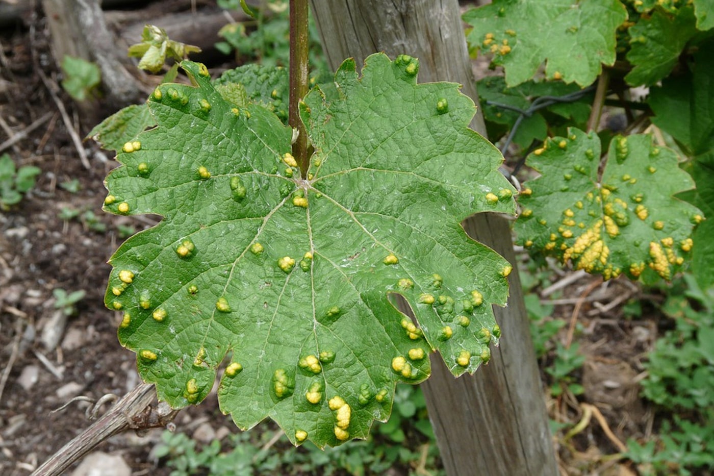 Common Plant Diseases and How To Control Them
