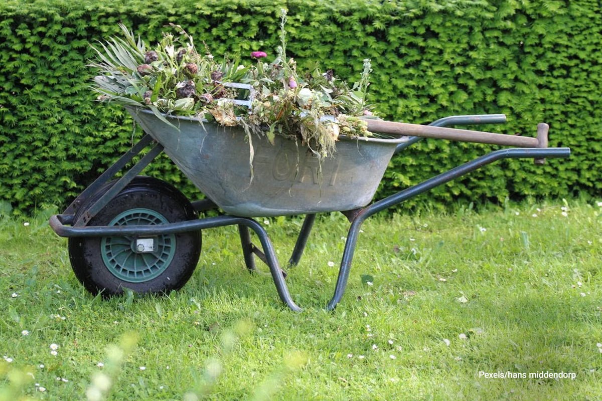 pile of weeds in wheelbarrow 