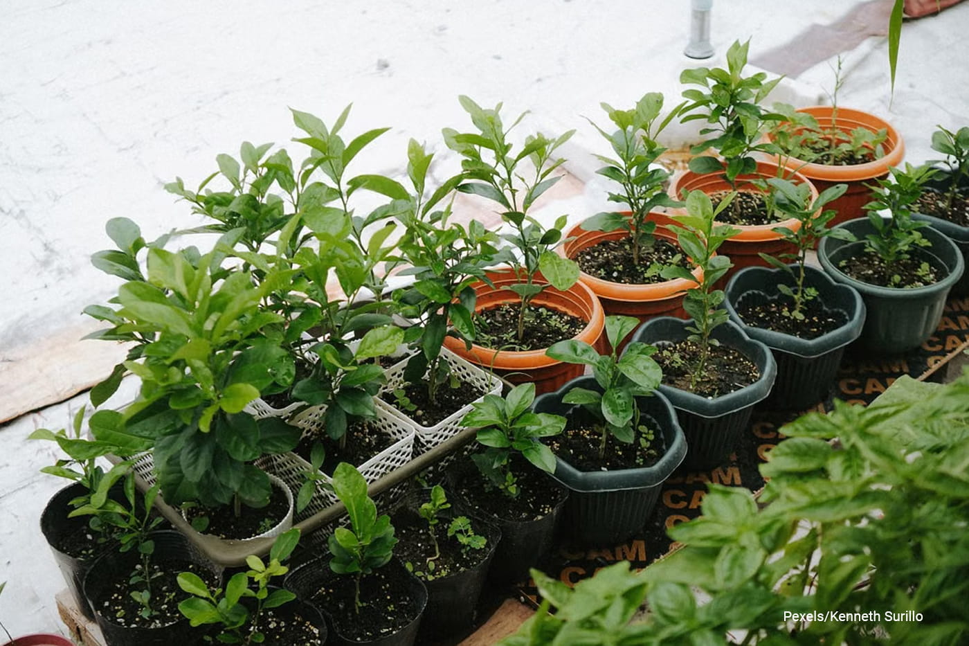 potted plants