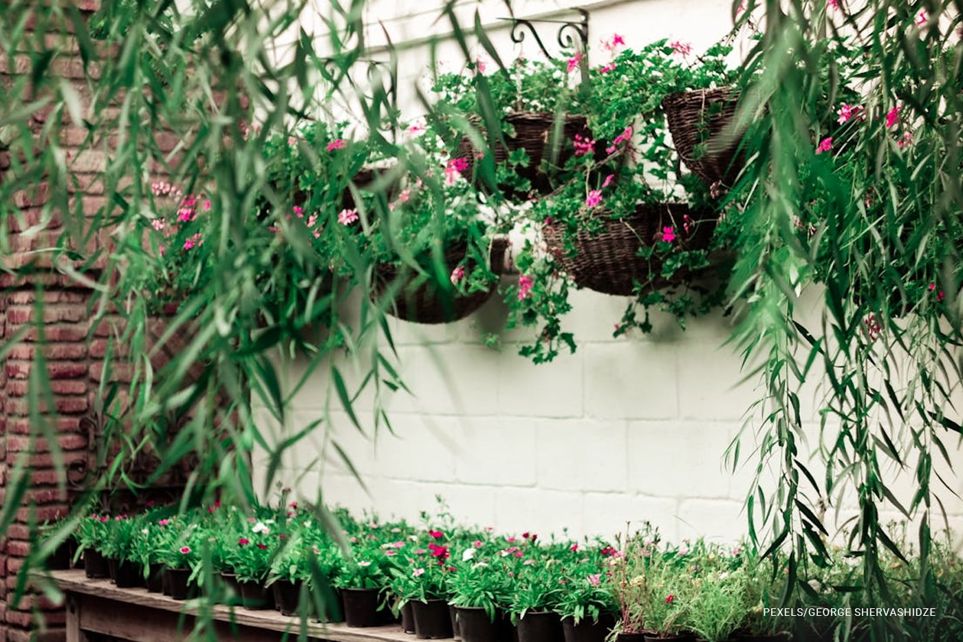 nursery green leaf flower plant