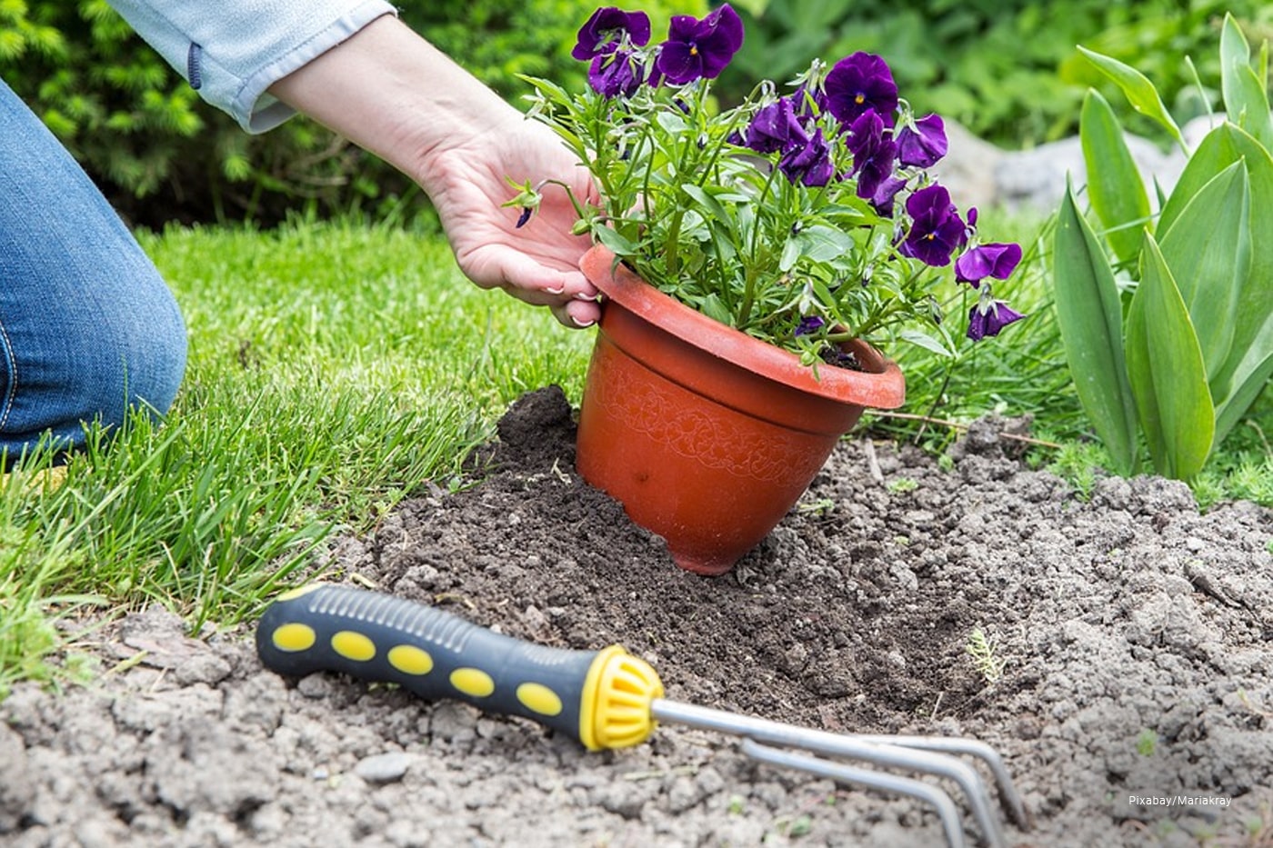 woman plants flowers