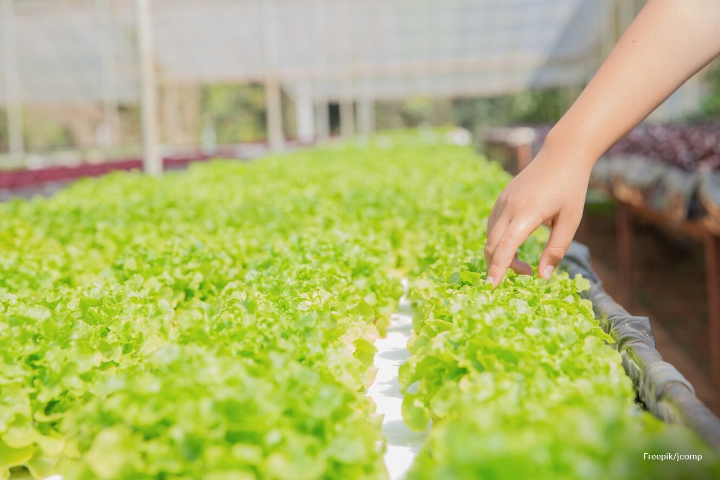DIY Aquaponics Systems: Growing Vegetables with Fish Tanks