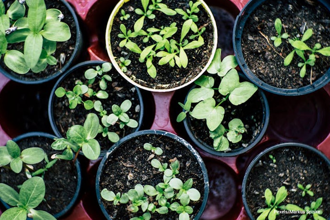 top shot of potted herb plants