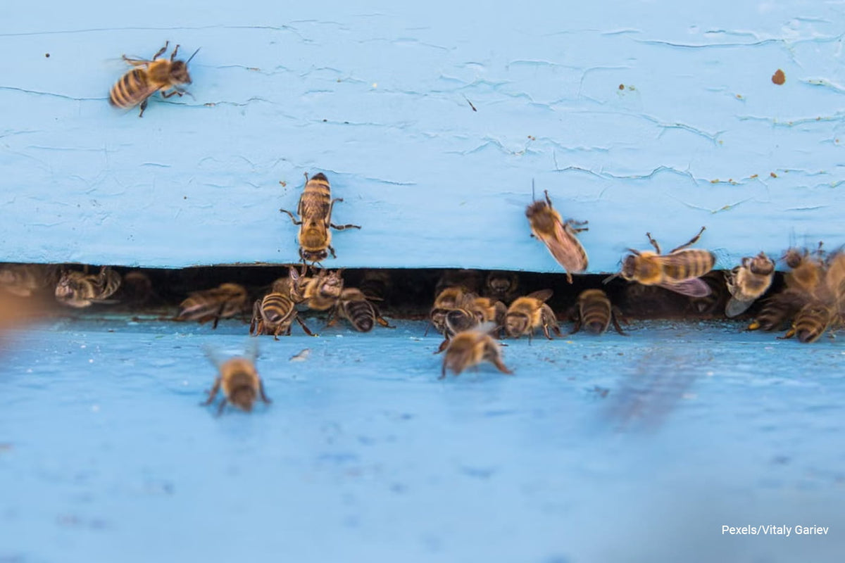 Debunking Common Myths About Backyard Bees and Garden Health