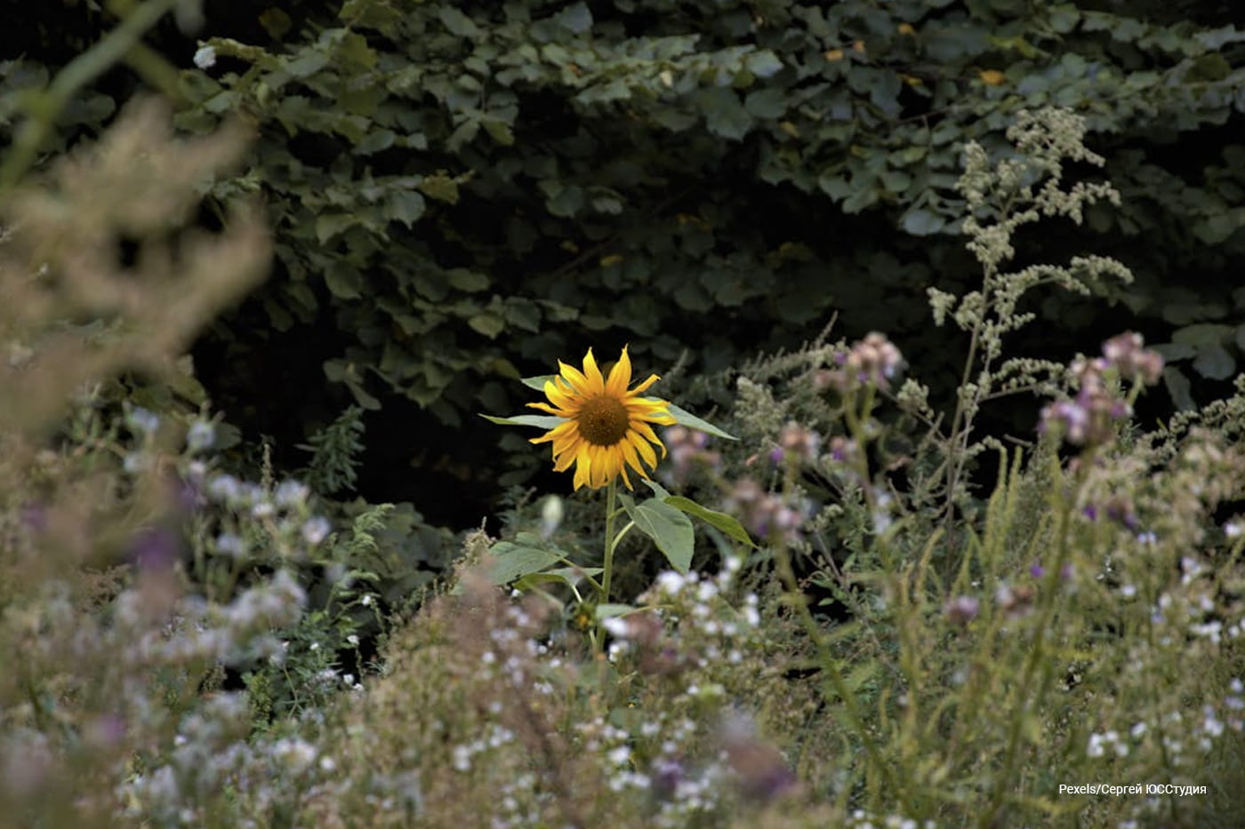 Designing Gardens That Support Biodiversity