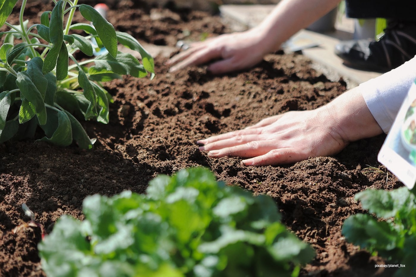 gardener touching the soil