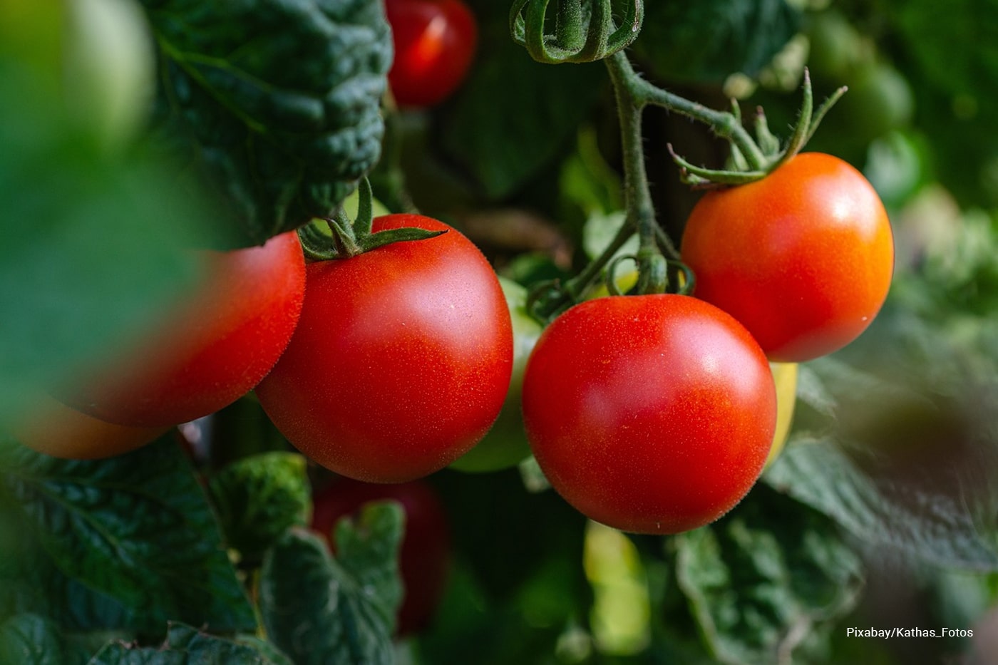 tomato garden