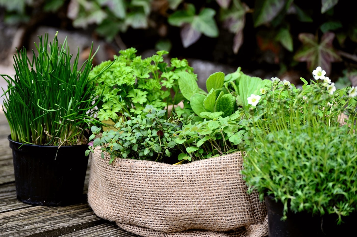 Edimentals Gardening: Edible and Ornamental Plants for Your Garden