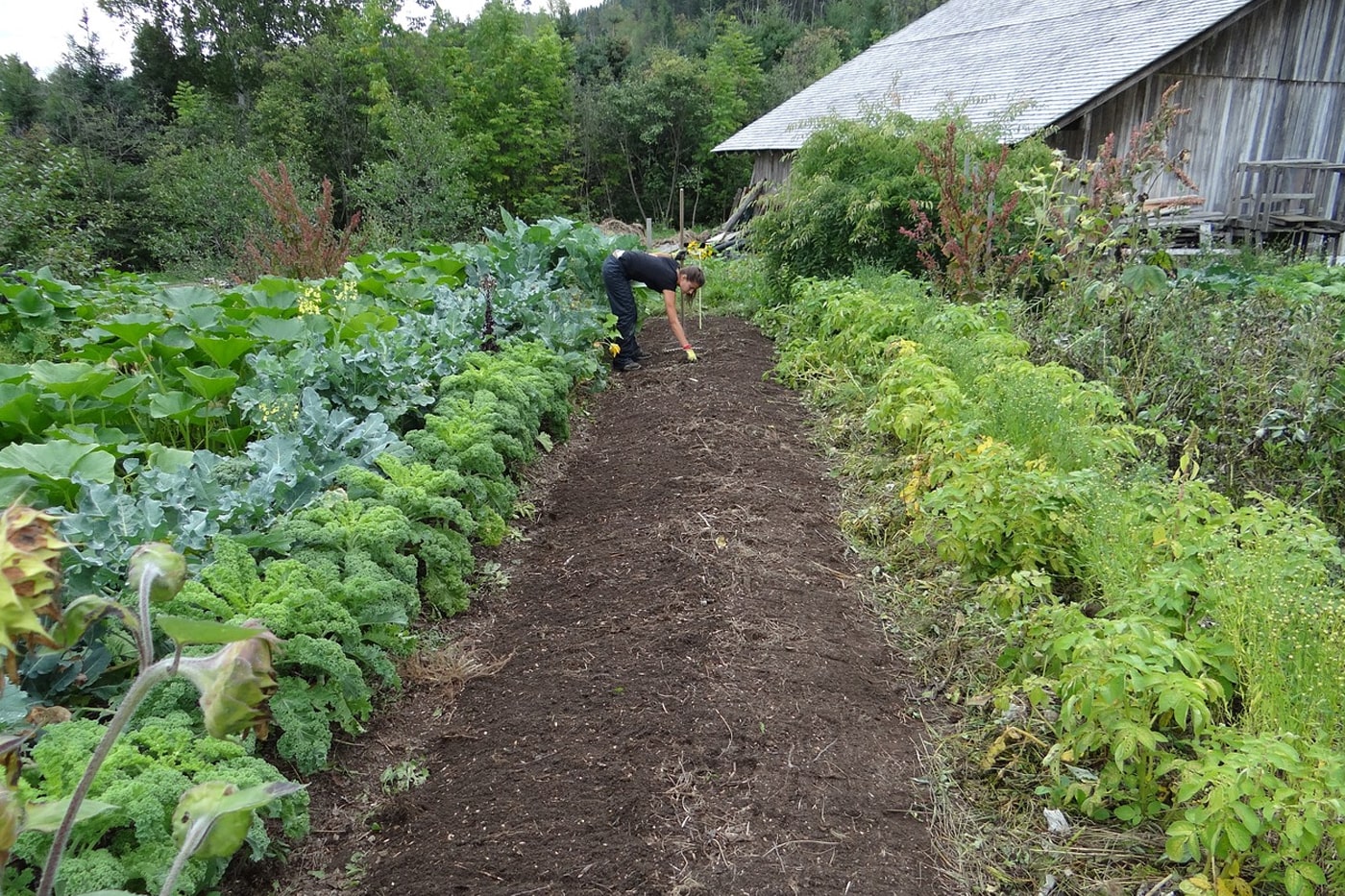 vegetable backyard garden