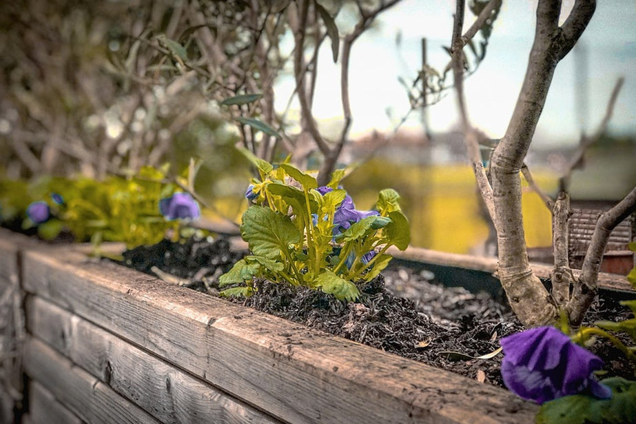 Humic Acid For Plants – Role and Benefits for Soil Health – ECOgardener