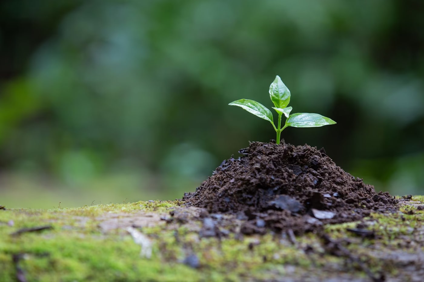 Everything You Need To Know About Seaweed For Plants