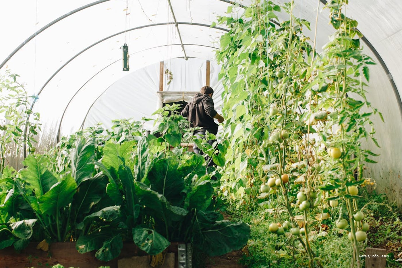 green house garden