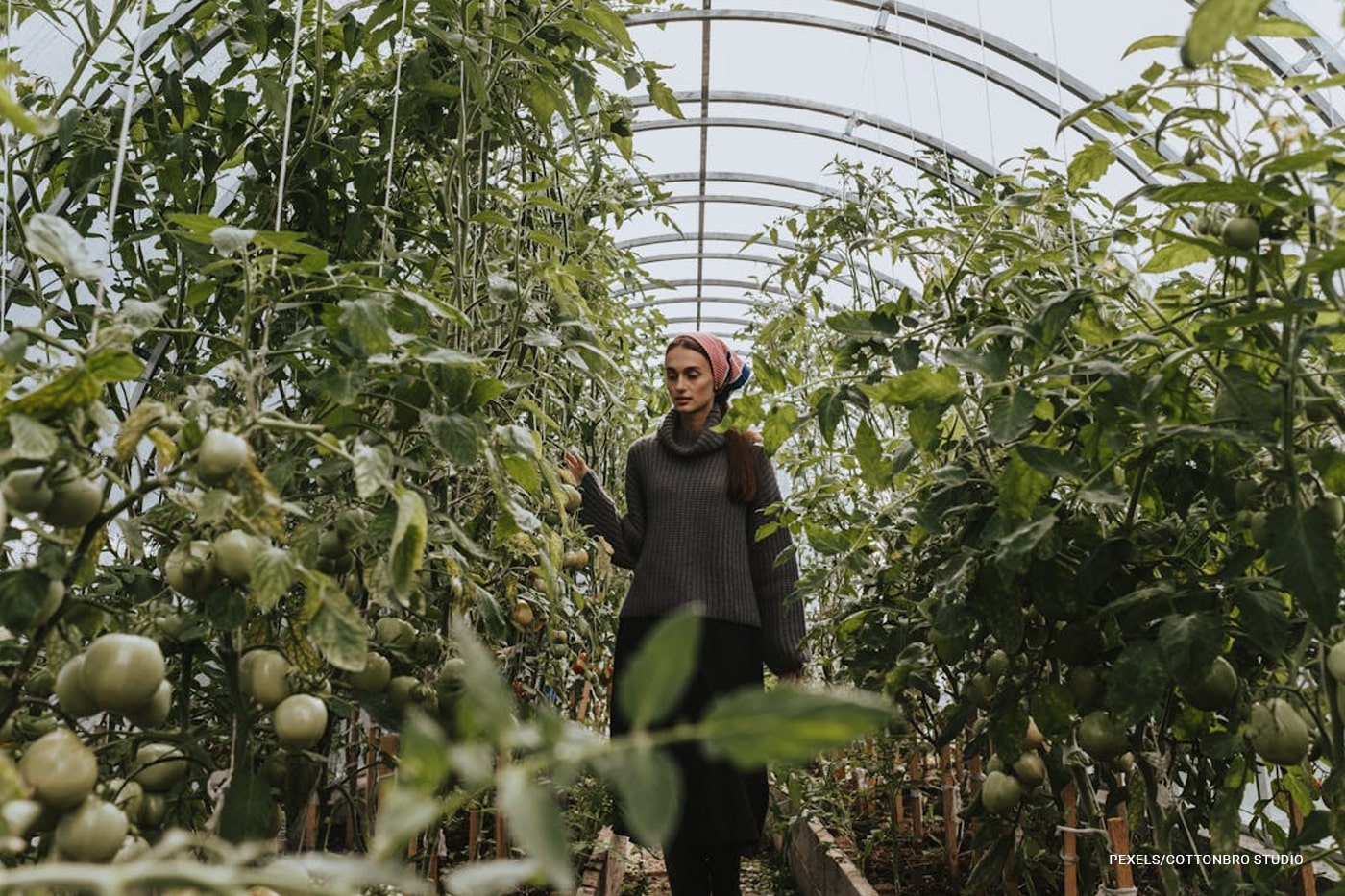 woman inside tomato greenhouse