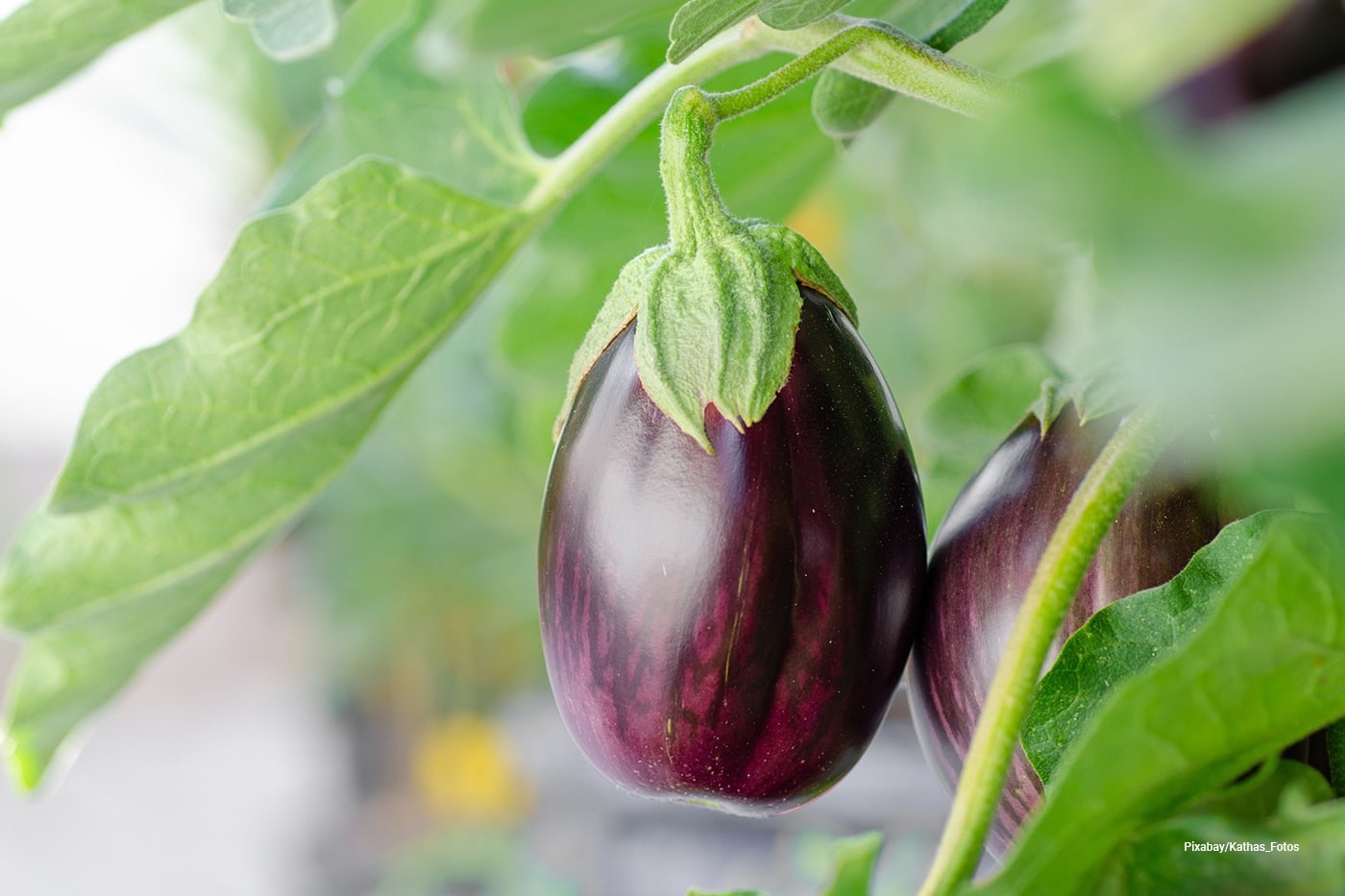 Favorite Plants to Pair with Eggplants in the Garden