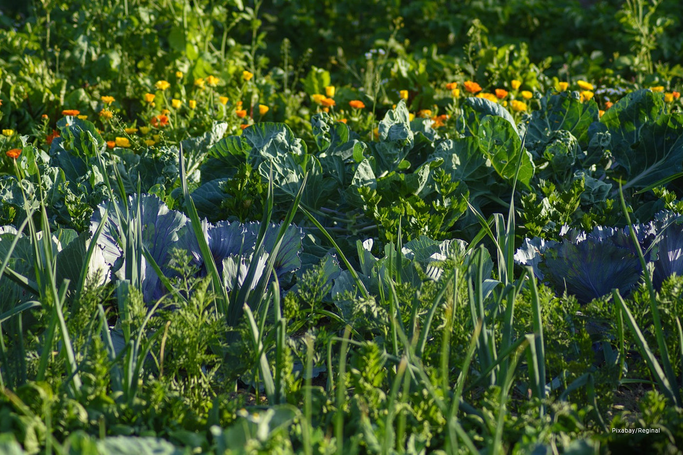 Vegetable garden