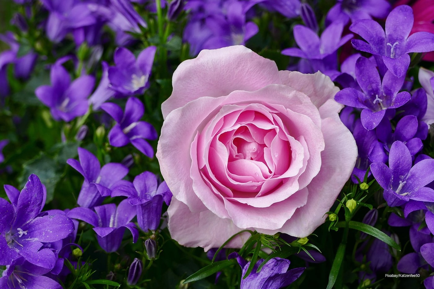 rose