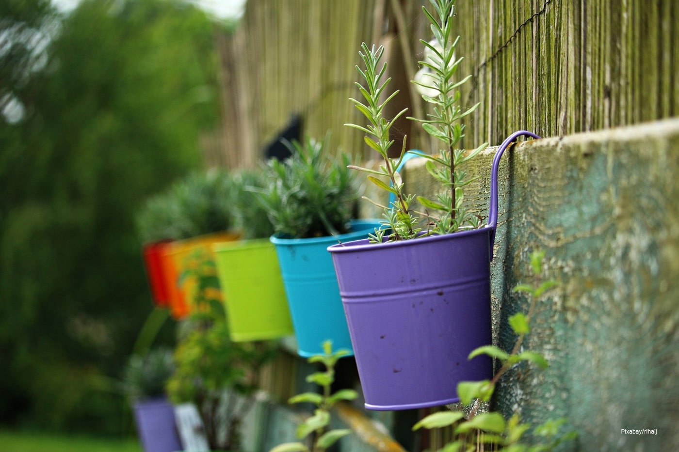 potted plants