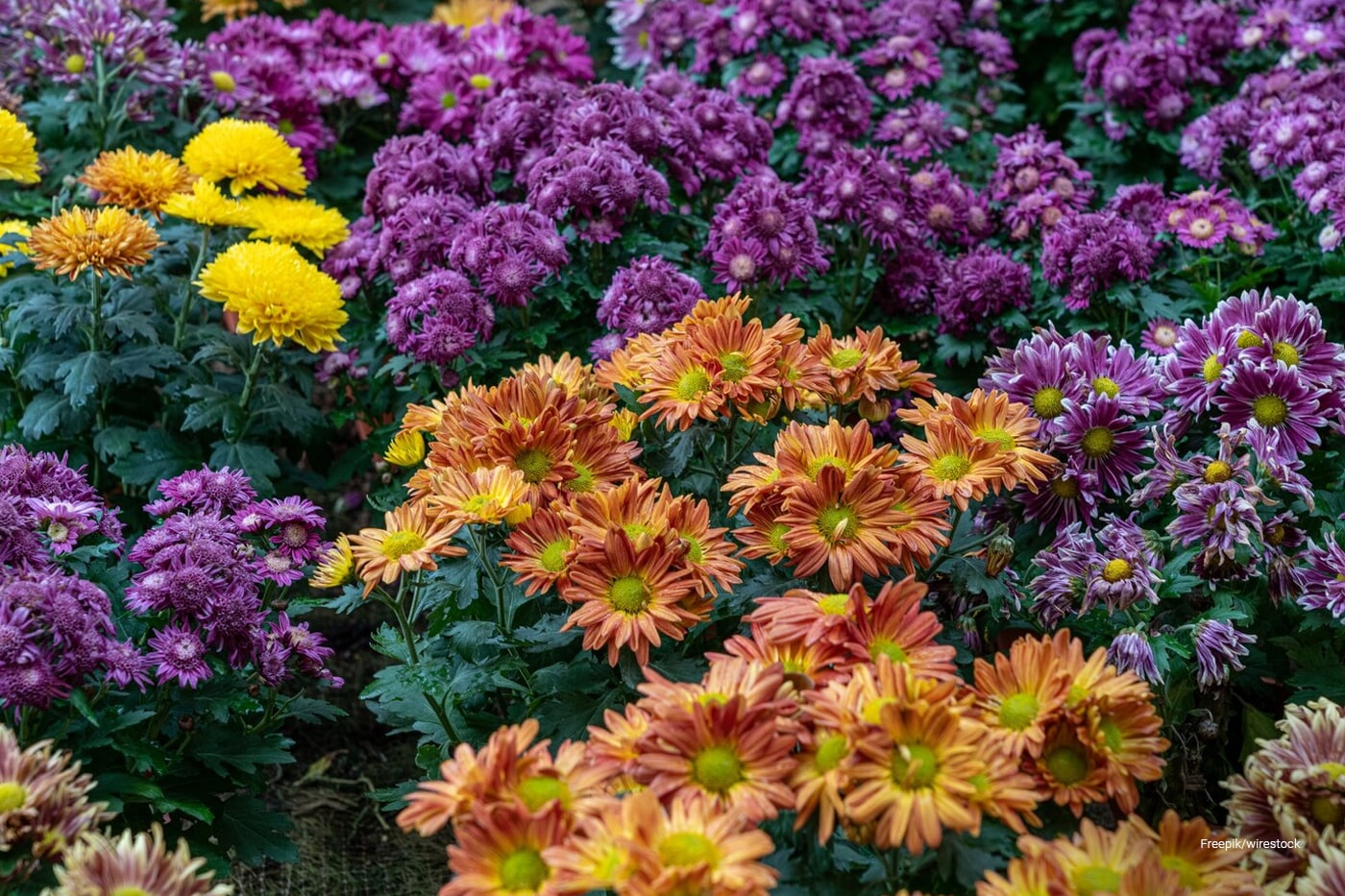 flowers