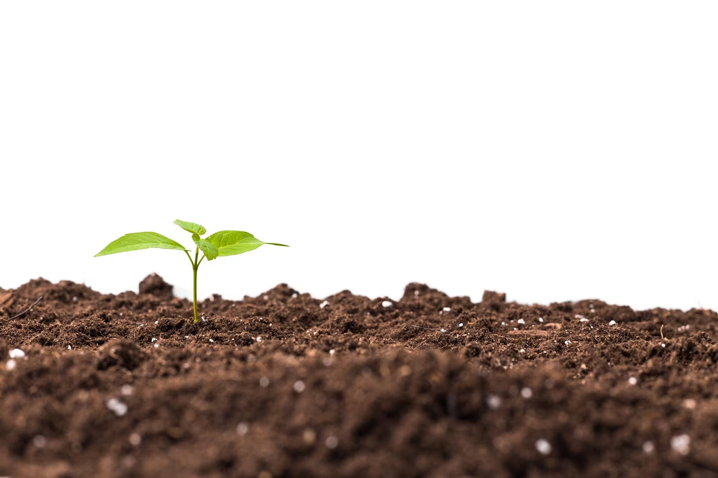 zoom image of soil and sprouting plants