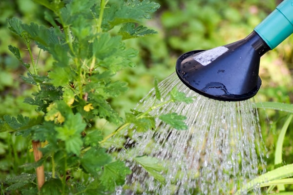 watering plants