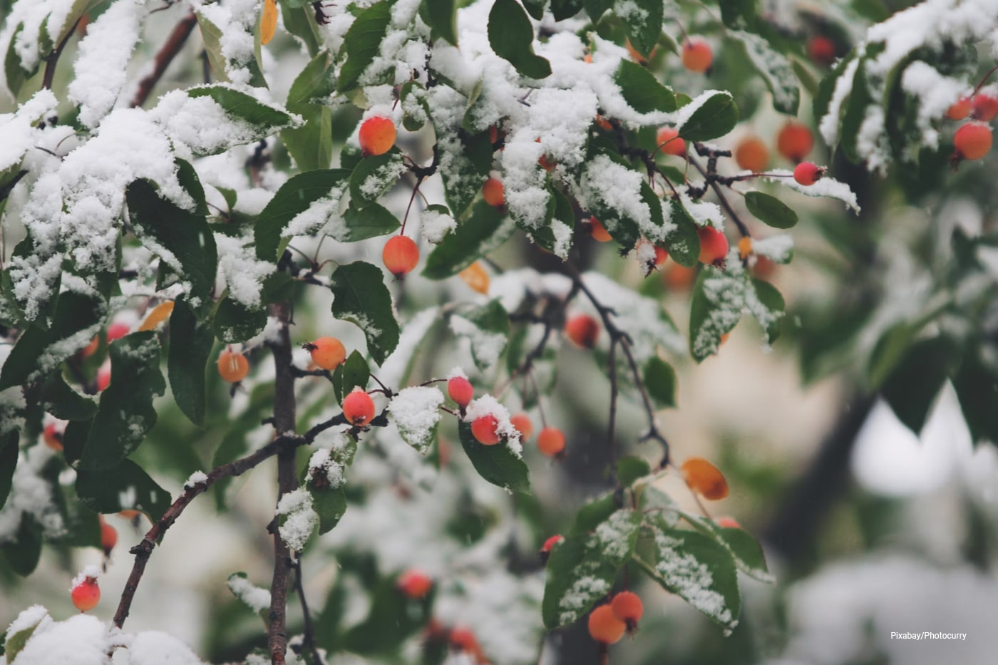 plants covered with snow