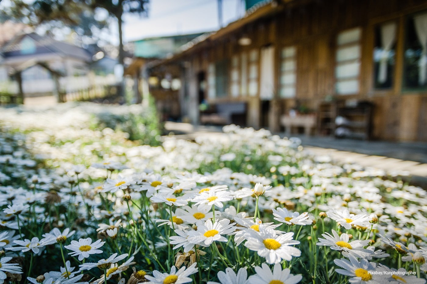 flower garden