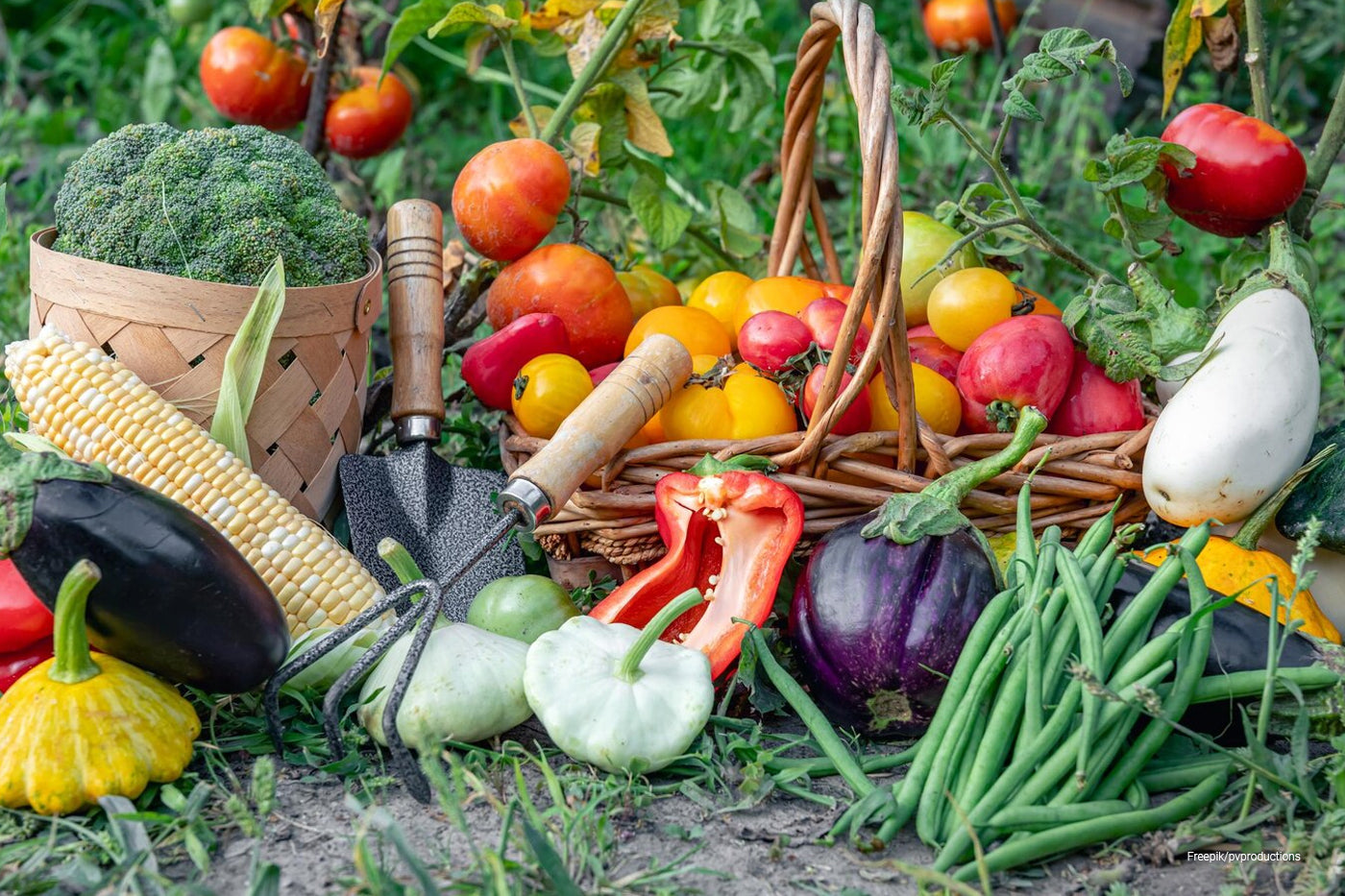 vegetable garden with hand rake